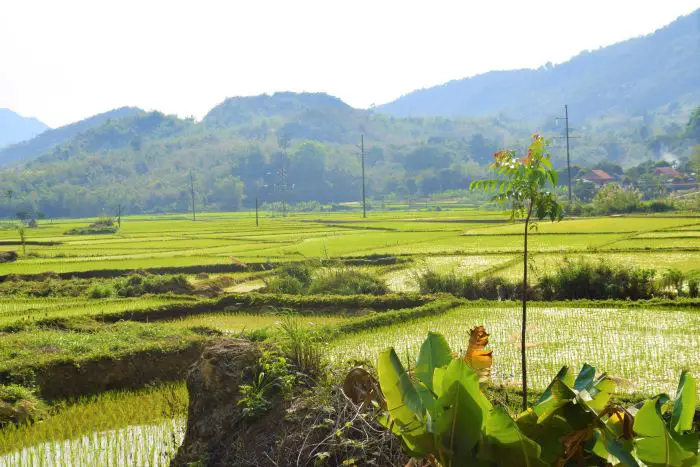 Rice paddies in Northern Vietnam