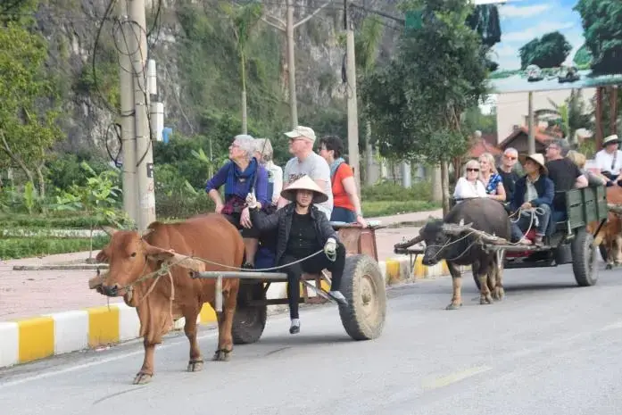 Cow and carriage in Ninh Binh